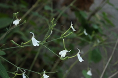 Rhinacanthus nasutus